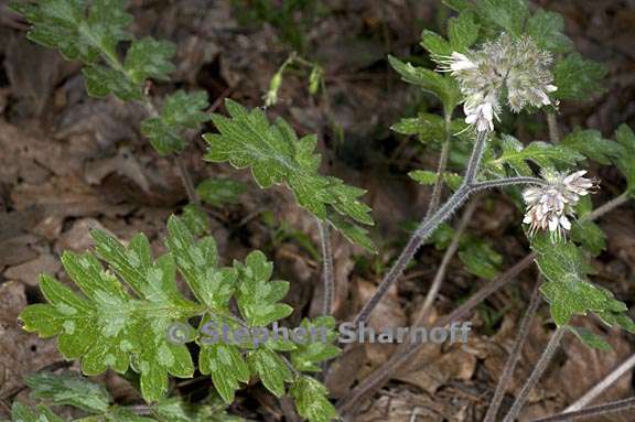 hydrophyllum occidentale 4 graphic